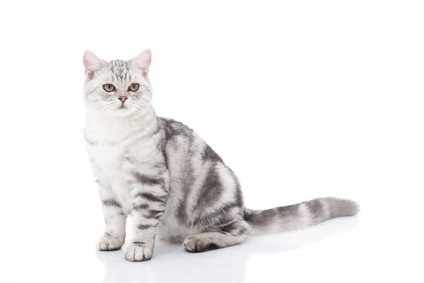 Bonito britânico Shorthair gatinho sentado — Fotografia de Stock