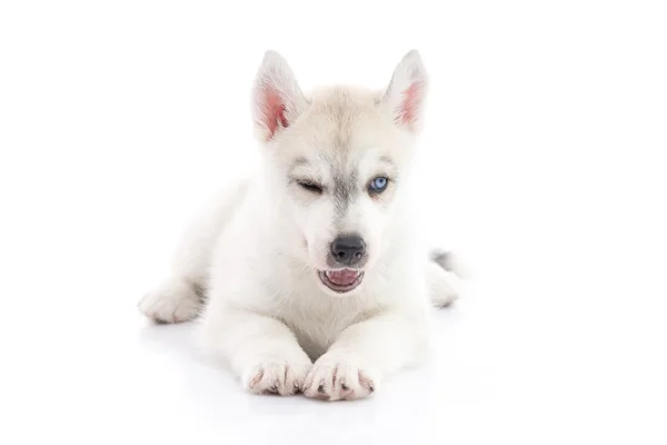 Carino siberiano husky cucciolo sdraiato su sfondo bianco isolato — Foto Stock