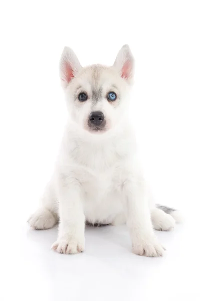 Roztomilý sibiřský husky štěně ležící na bílém pozadí, samostatný — Stock fotografie