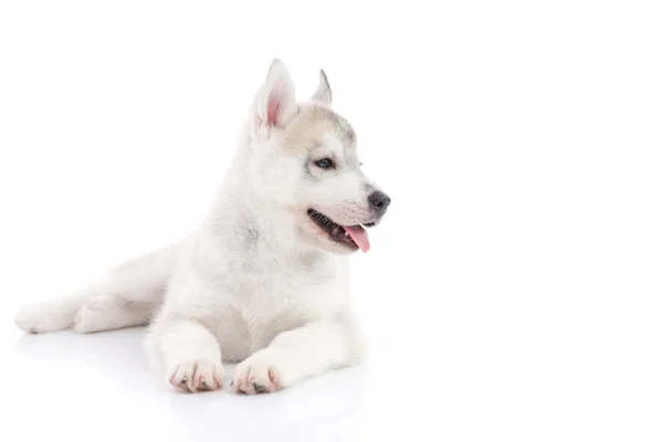 Lindo cachorro husky siberiano acostado sobre fondo blanco aislado — Foto de Stock