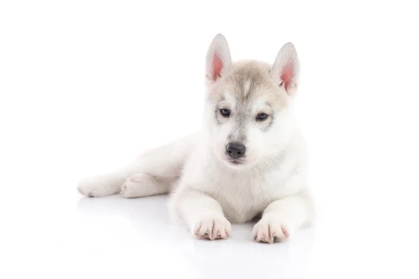 分離した白い背景の上に横たわるかわいいシベリアン ・ ハスキー子犬 — ストック写真