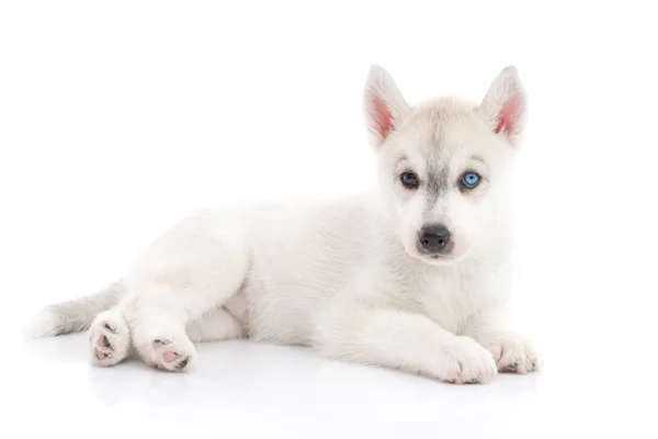 Carino siberiano husky cucciolo sdraiato su sfondo bianco isolato — Foto Stock