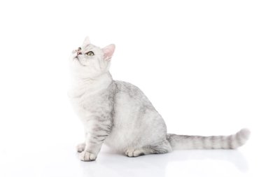 Oturma sevimli Britanya ile ilgili stenografi kedi