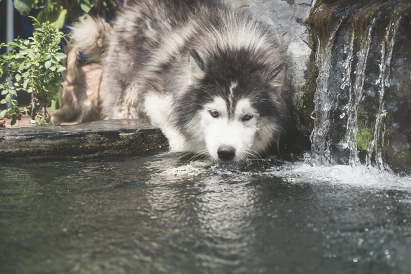 Дог питьевой воды — стоковое фото