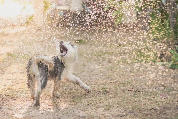 Cachorro husky siberiano sacude el agua de su abrigo . — Foto de Stock