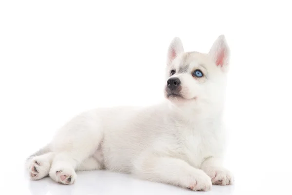 Carino siberiano husky cucciolo sdraiato su sfondo bianco isolato — Foto Stock