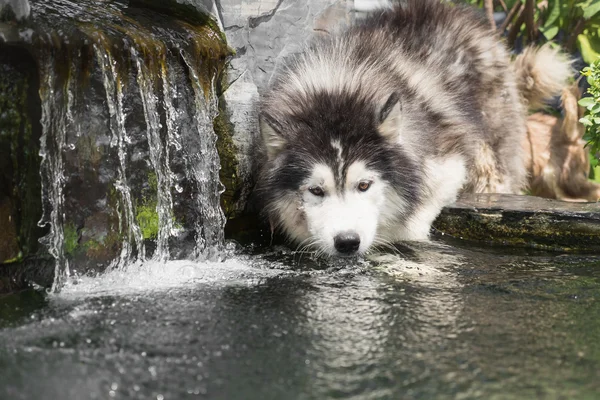 Eau potable pour chien — Photo