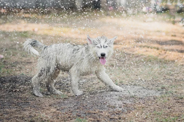 Cachorro husky siberiano sacude el agua de su abrigo . — Foto de Stock