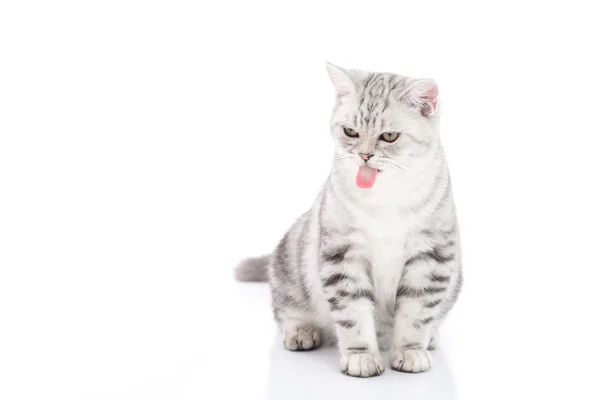 Bonito American Shorthair gatinho sentado e lambendo lábios no fundo branco — Fotografia de Stock