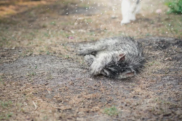 Fechar sujo siberiano husky jogar na garde — Fotografia de Stock