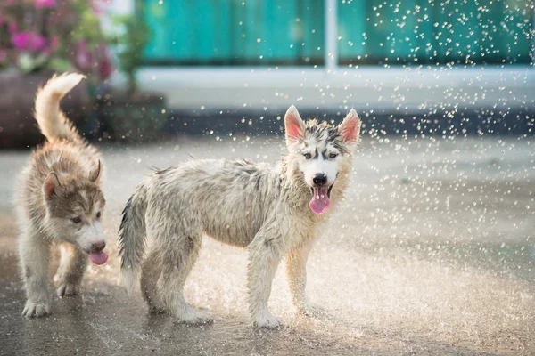 Filhote de cachorro husky siberiano sacode a água de seu casaco . — Fotografia de Stock