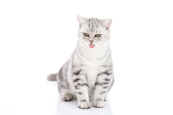 Carino americano Shorthair gattino seduto e leccare labbra su sfondo bianco — Foto Stock