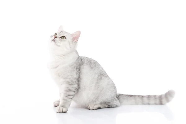 Симпатичный британский короткошерстный котенок сидит — стоковое фото
