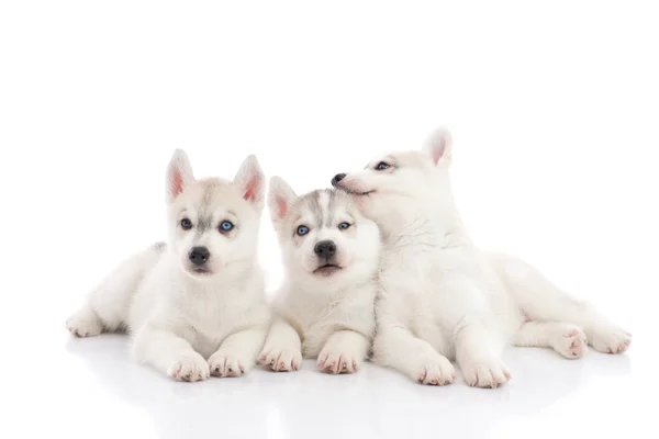 Carino siberiano husky cuccioli mentire — Foto Stock