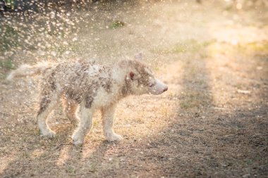 Sibirya husky yavrusu onun ceket sudan sallıyor.