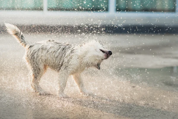 Filhote de cachorro husky siberiano sacode a água de seu casaco . — Fotografia de Stock