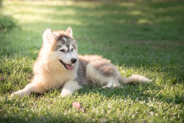 푸른 잔디에 누워 귀여운 시베리안 허스키 강아지 — 스톡 사진