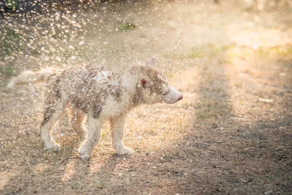 Cachorro husky siberiano sacude el agua de su abrigo . — Foto de Stock