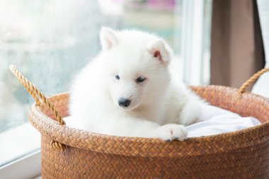 bir sepet yatan Sibirya husky yavrusu