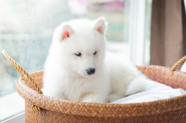 bir sepet yatan Sibirya husky yavrusu