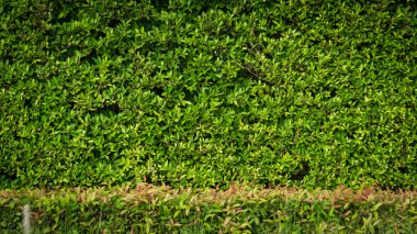 arkaplanda yeşil yapraklar