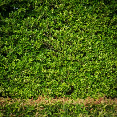 arkaplanda yeşil yapraklar