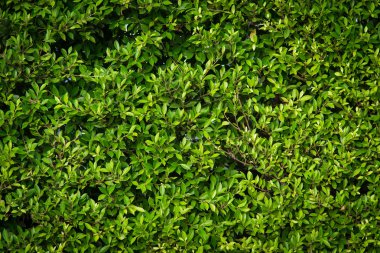 yeşil yapraklar arkaplan