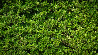 yeşil yapraklar arkaplan