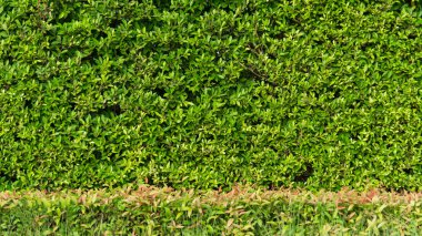 yeşil yapraklar arkaplan