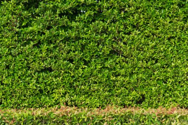 yeşil yapraklar arkaplan