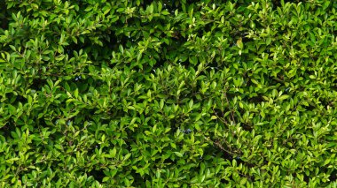 yeşil yapraklar arkaplan