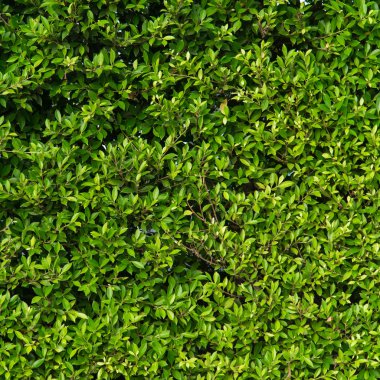 yeşil yapraklar arkaplan