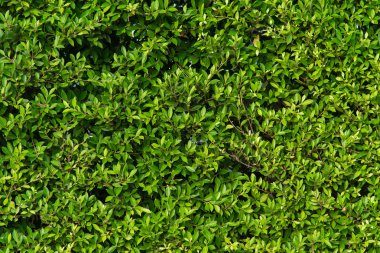 yeşil yapraklar arkaplan