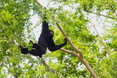 Ağaçta asılı siamang Gibbon.