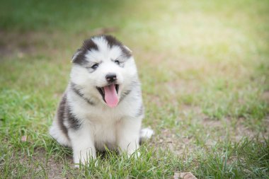 köpek yavrusu güneş ışığı altında yeşil çim üzerinde yalan