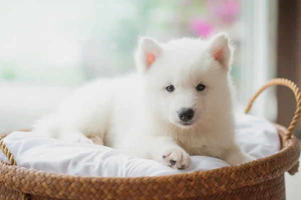 Cachorro husky siberiano acostado en una canasta — Foto de Stock