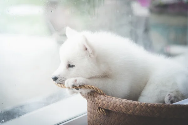 Cachorro en la ventana, filtro vintage — Foto de Stock