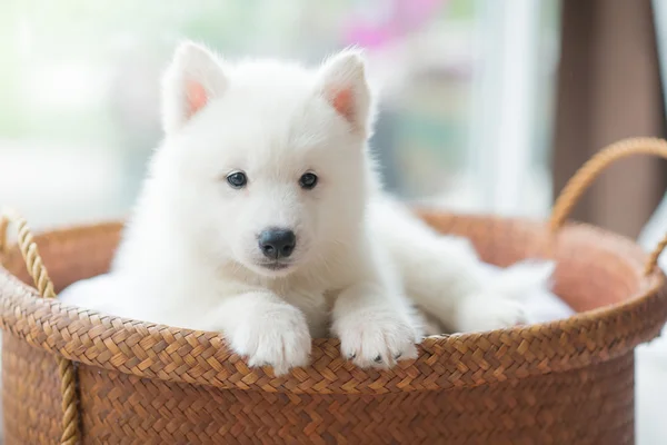 Cachorro husky siberiano acostado en una canasta — Foto de Stock