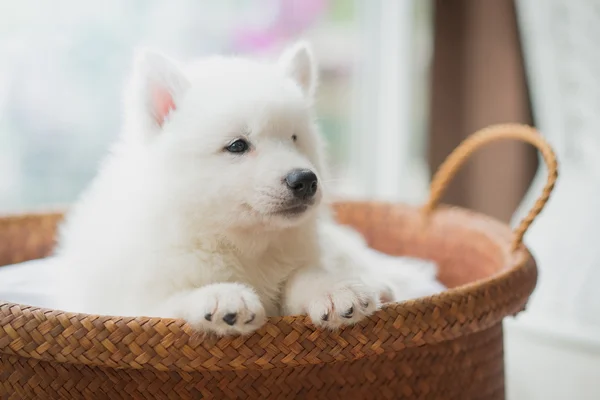 Cachorro husky siberiano acostado en una canasta — Foto de Stock