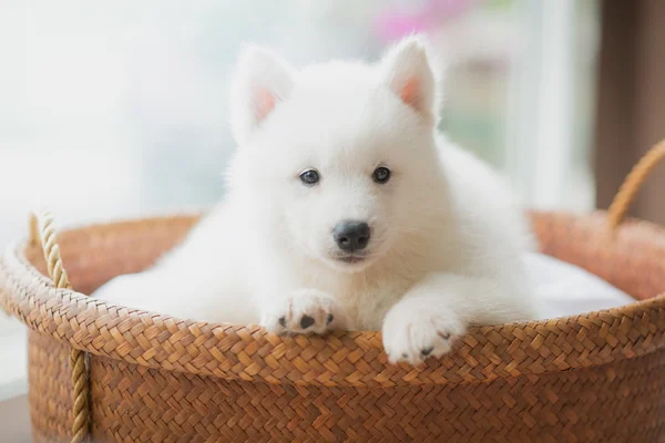 Siberian husky puppy lying in a basket — Stock Photo, Image