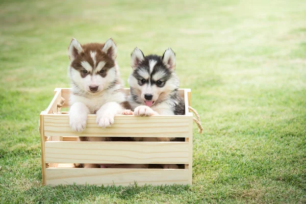 Cute siberian husky puppies paying in wooden crate — Stock Photo, Image