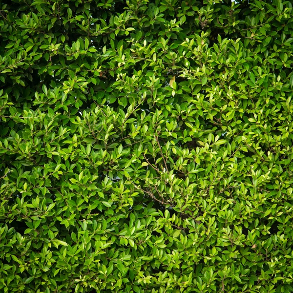 Green leaves  on background — Stock Photo, Image