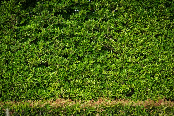 Gröna blad på bakgrunden — Stockfoto