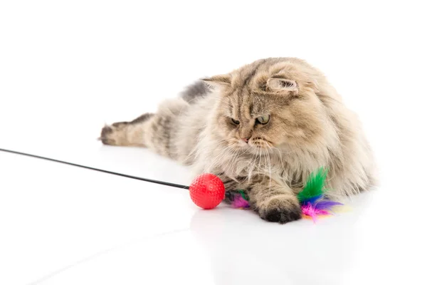 Şirin Farsça kedi oyun oyuncak — Stok fotoğraf