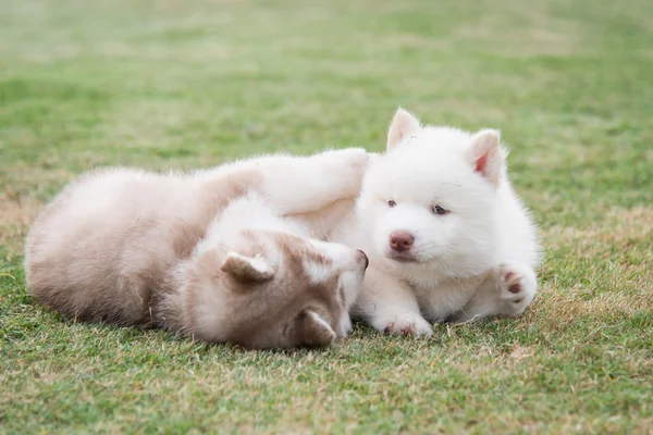 Cachorros husky siberianos acostados sobre hierba verde —  Fotos de Stock