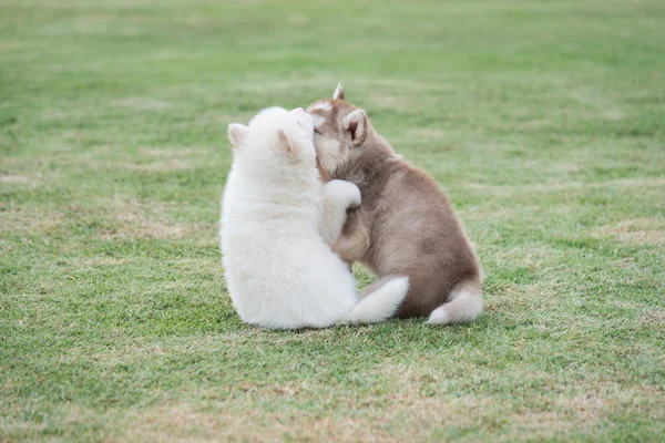 Filhotes de cachorro husky siberiano deitado na grama verde — Fotografia de Stock