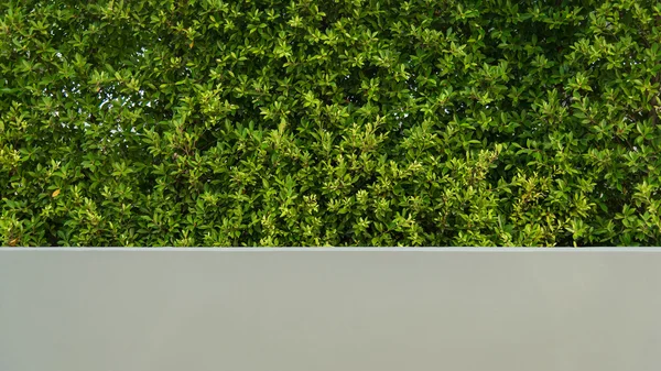 Green Leaves Wall — Stock Photo, Image