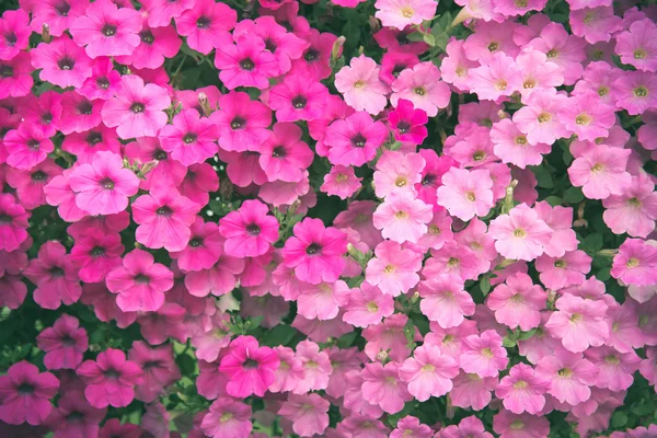 Fundo de flores bonitas — Fotografia de Stock