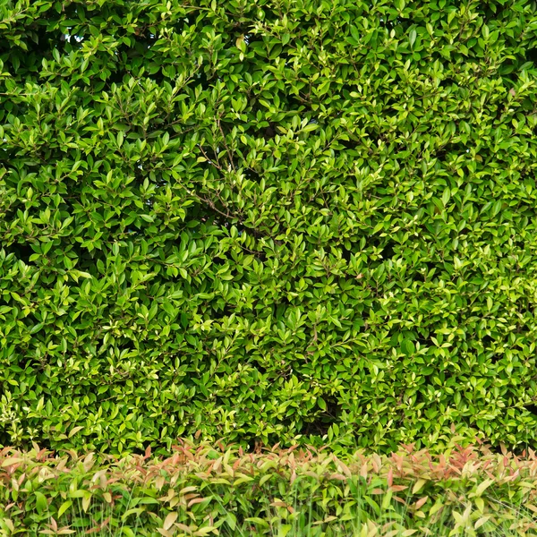 yeşil yapraklar arkaplan