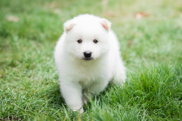 緑の草の上に横たわる白い子犬 — ストック写真